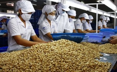 ĐỀ XUẤT XÂY DỰNG VÀ BAN HÀNH QUY CHUẨN KỸ THUẬT QUỐC GIA VỀ HẠT ĐIỀU THÔ